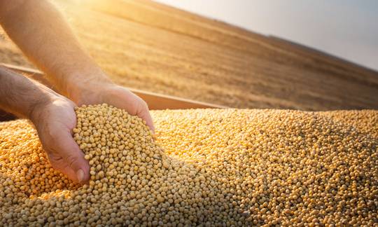 soya-beans